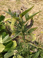 Consoude (photo Mrugala F., Lens,  juil 2023)(4)